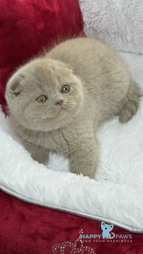 Boris Scottish Fold male lilac live animals