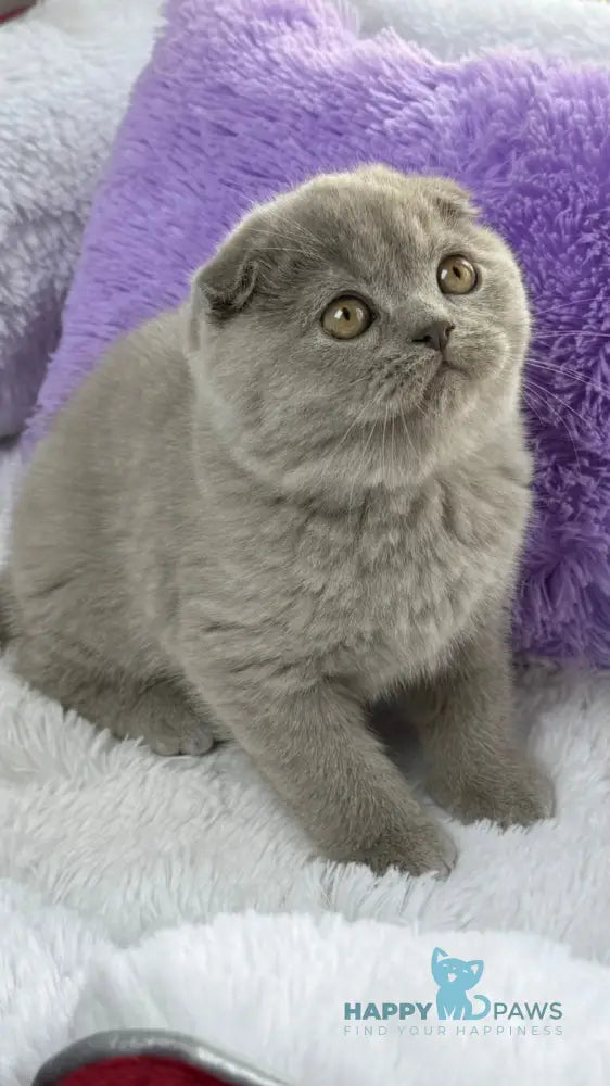 Boris Scottish Fold male lilac live animals