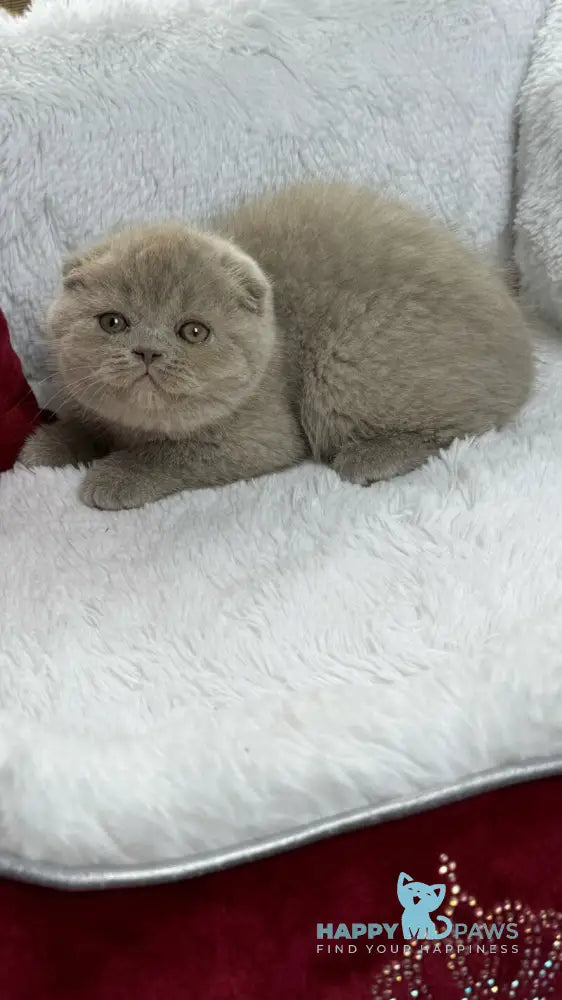 Boris Scottish Fold male lilac live animals