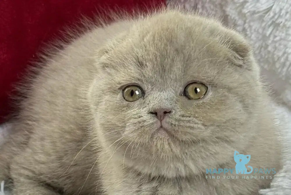 Boris Scottish Fold male lilac live animals