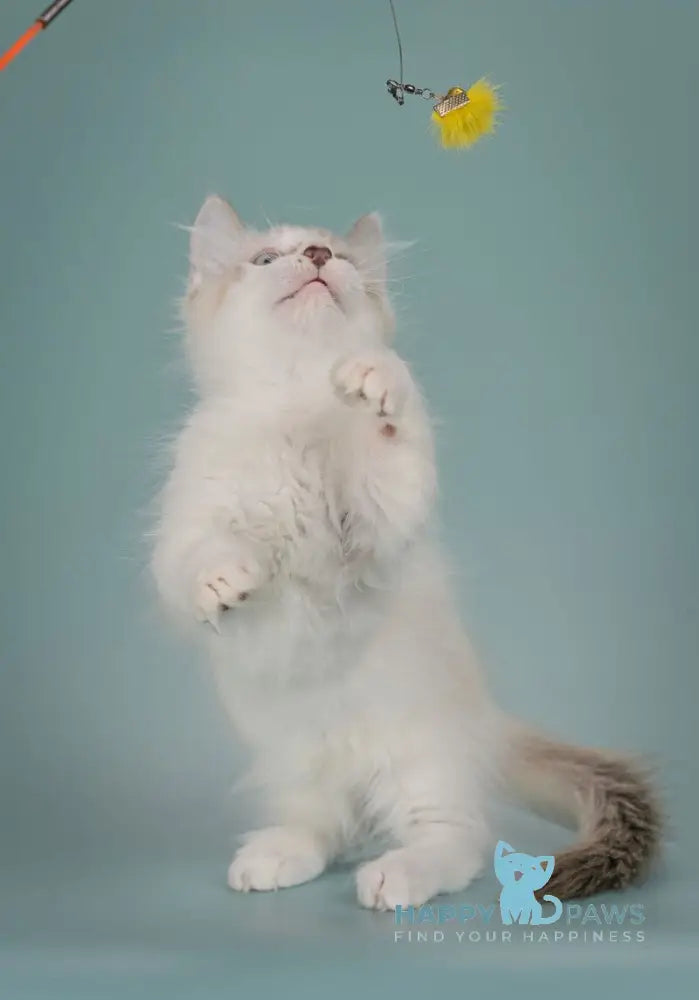 Borisfen Munchkin male black pointed with white live animals