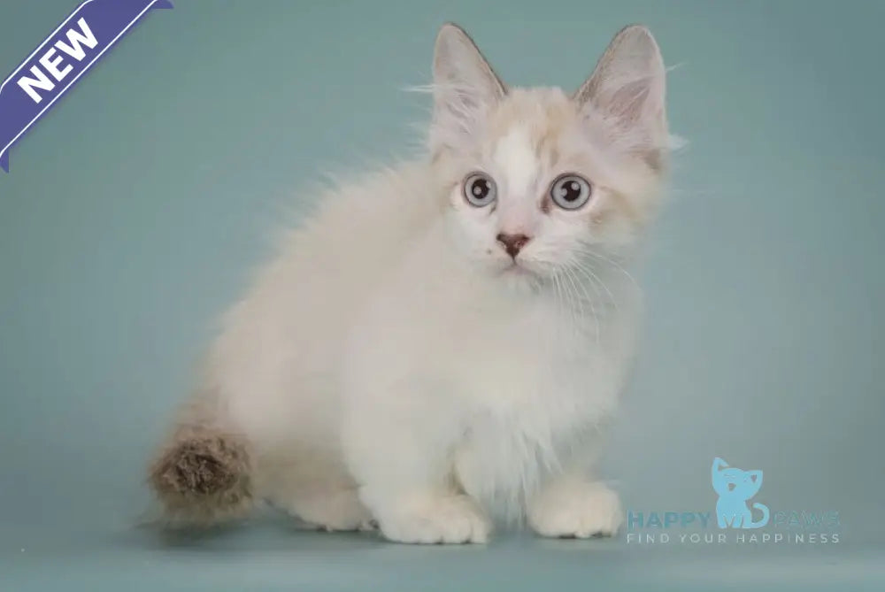 Borisfen Munchkin male black pointed with white live animals