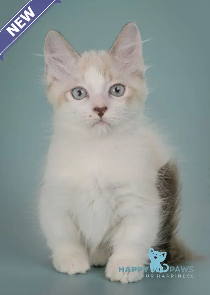 Borisfen Munchkin male black pointed with white live animals