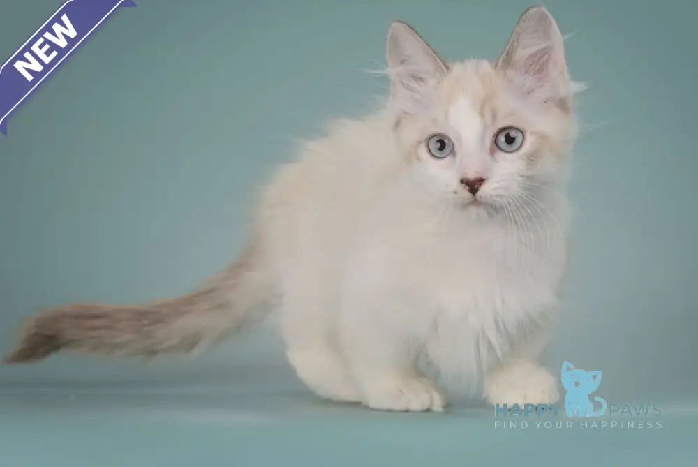 Borisfen Munchkin male black pointed with white live animals