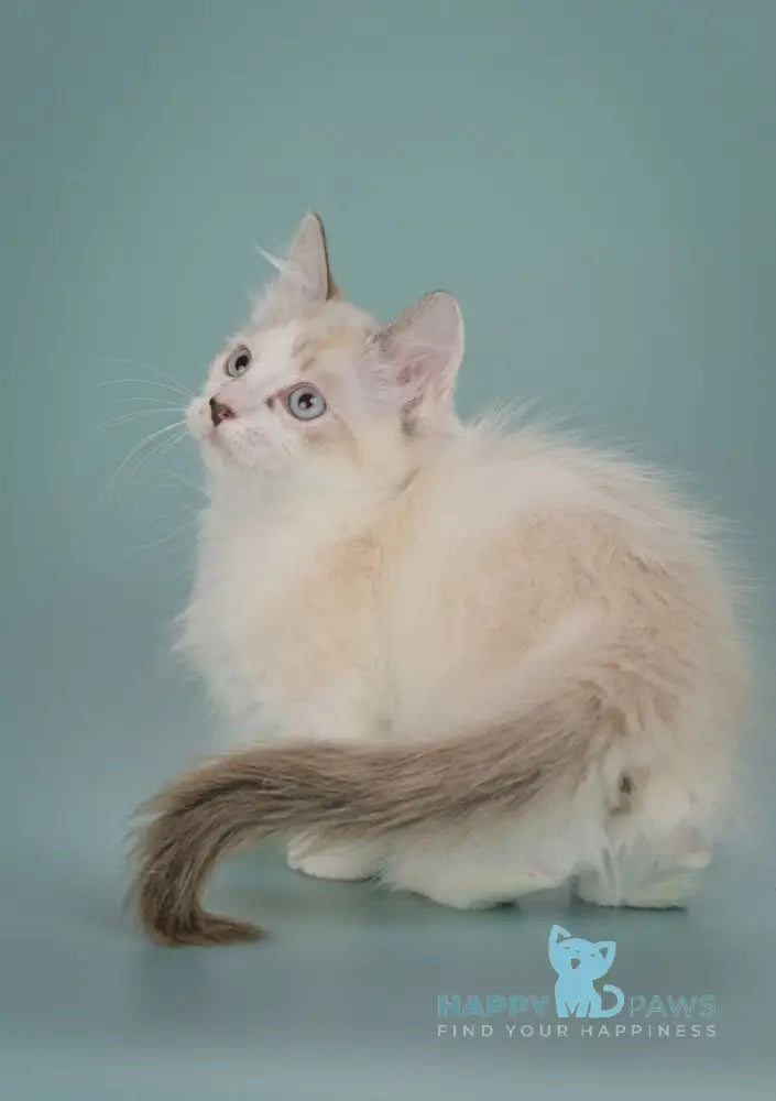 Borisfen Munchkin male black pointed with white live animals