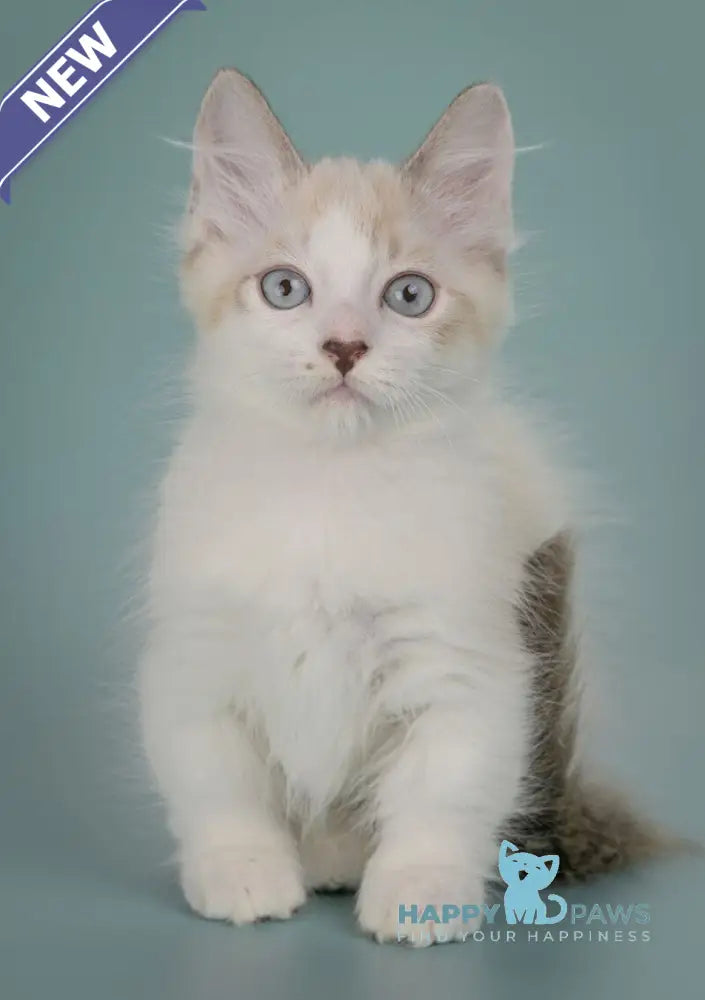Borisfen Munchkin male black pointed with white live animals