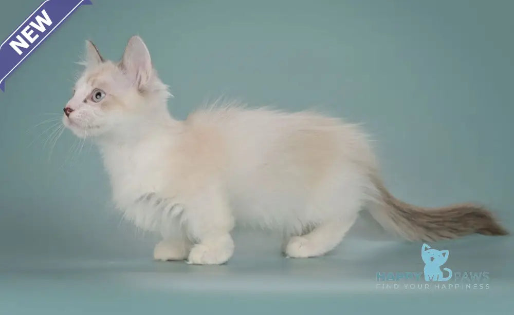 Borisfen Munchkin male black pointed with white live animals