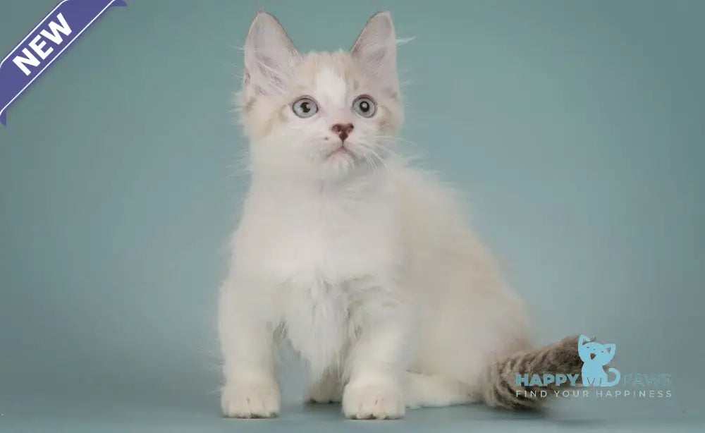 Borisfen Munchkin male black pointed with white live animals