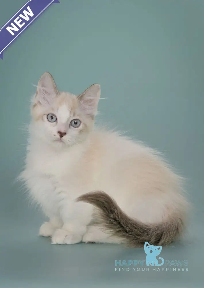 Borisfen Munchkin male black pointed with white live animals