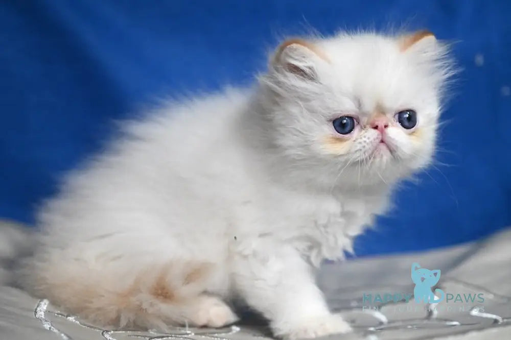 Boryusik Exotic male red tabby pointed live animals