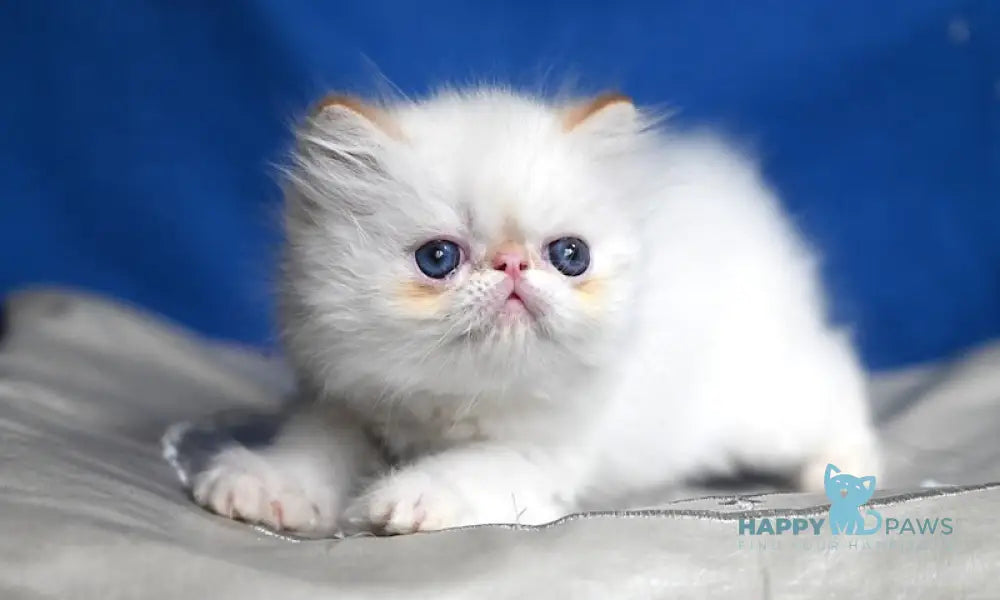 Boryusik Exotic male red tabby pointed live animals
