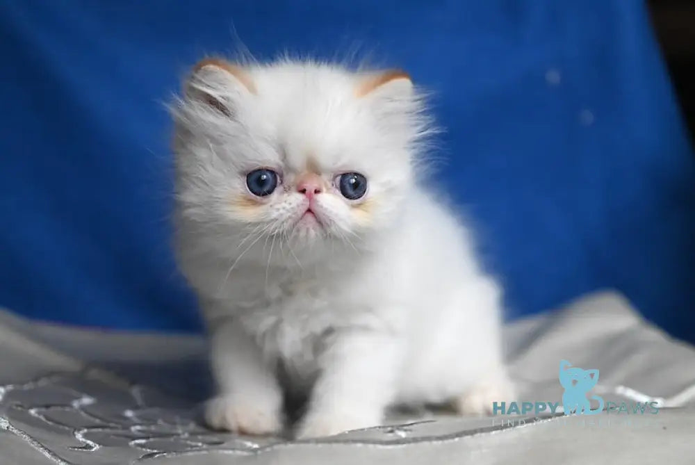 Boryusik Exotic male red tabby pointed live animals