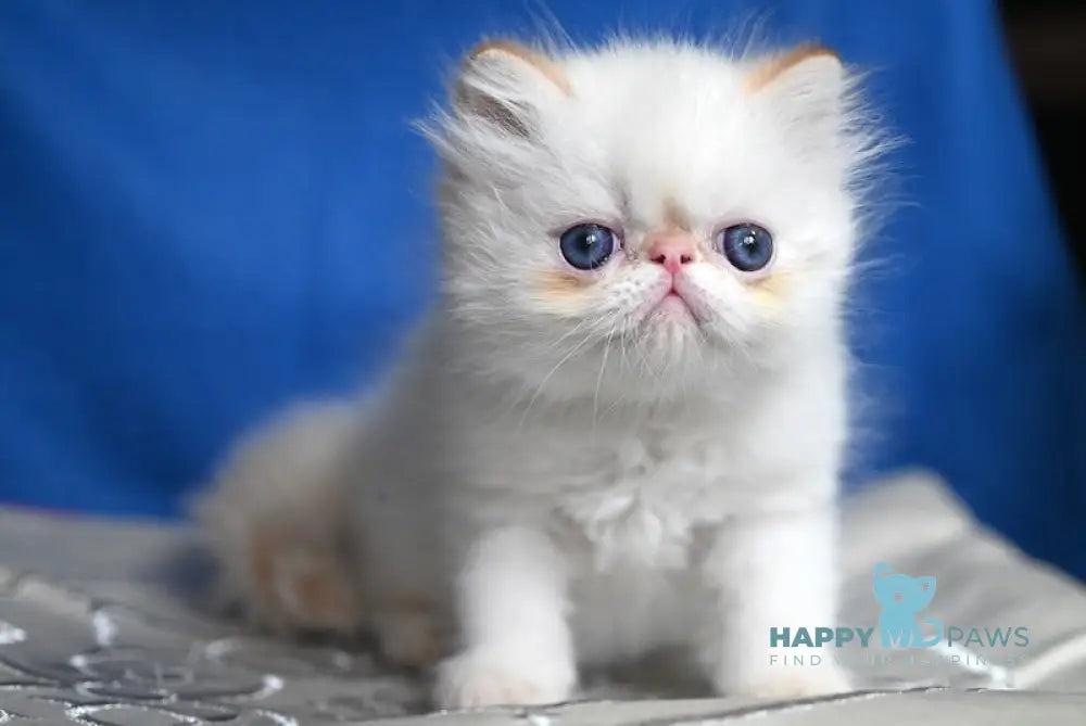 Boryusik Exotic male red tabby pointed live animals
