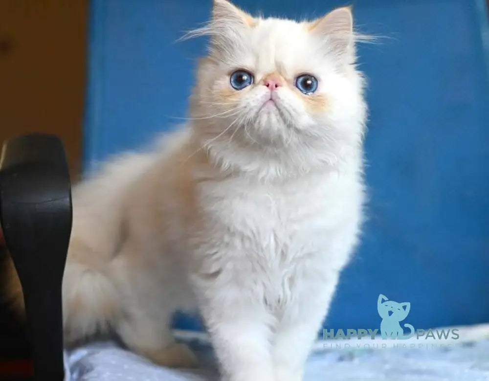 Boryusik Exotic male red tabby pointed live animals