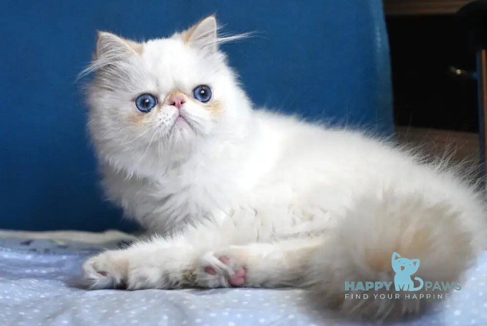 Boryusik Exotic male red tabby pointed live animals