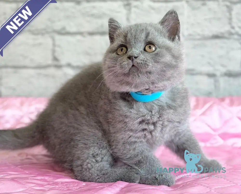 Bosco British Shorthair male blue live animals