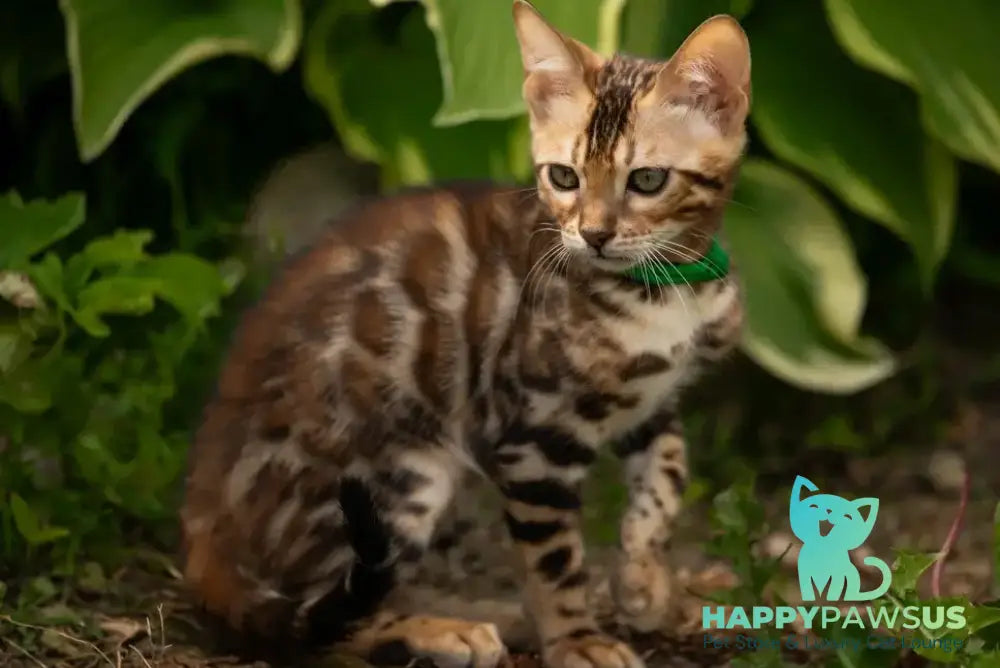 Boss Bengal male black spotted tabby - live animals