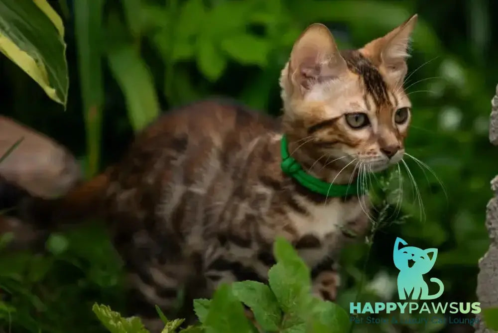 Boss Bengal male black spotted tabby - live animals