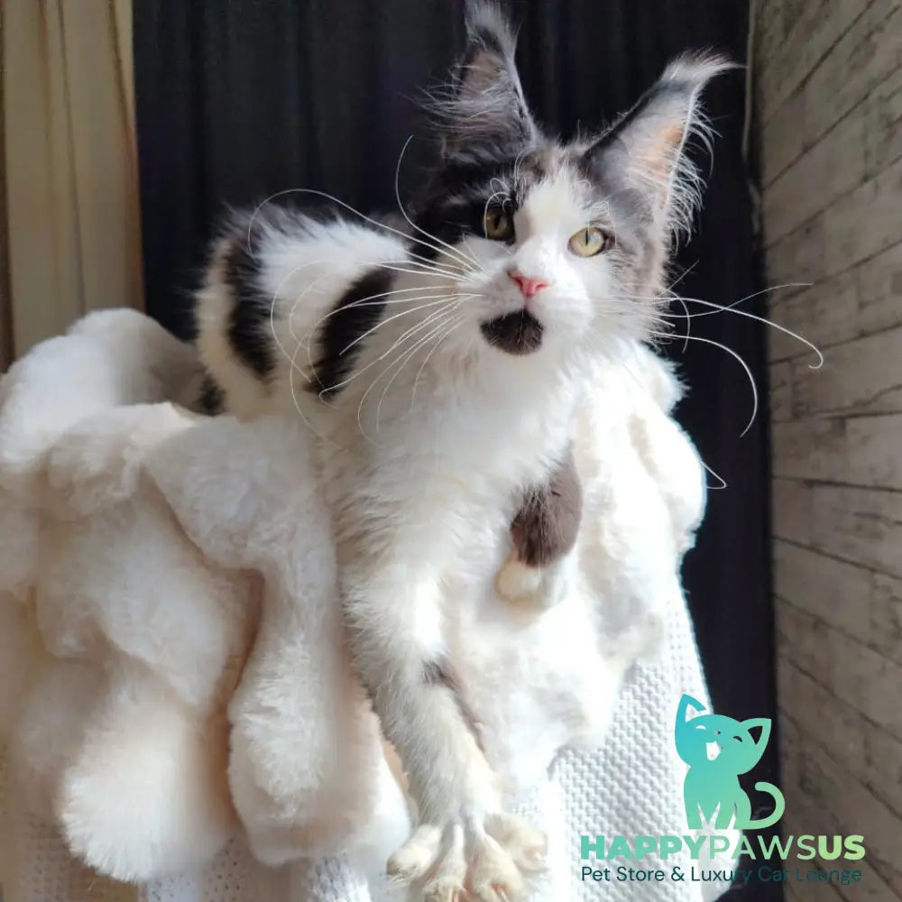 Boss Maine Coon male black bicolour - live animals