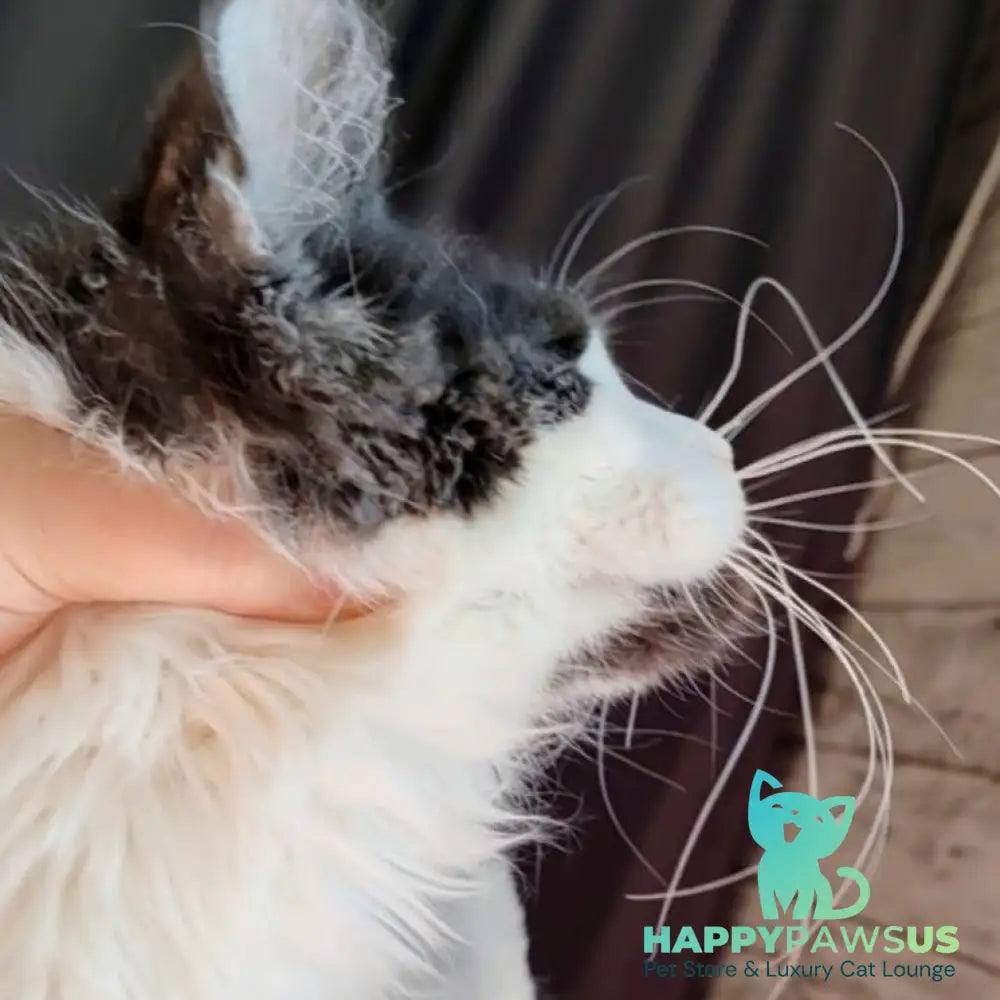 Boss Maine Coon male black bicolour - live animals