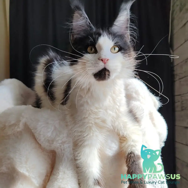 Boss Maine Coon male black bicolour - live animals