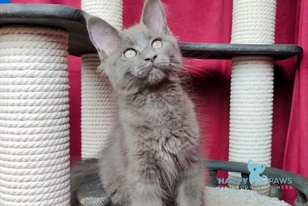 Boss Maine Coon male blue live animals