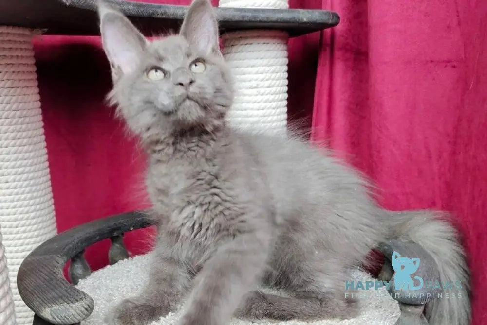 Boss Maine Coon male blue live animals