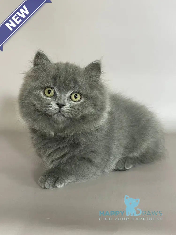 Boss Munchkin male blue live animals