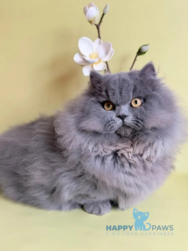 Boss Munchkin male blue - live animals