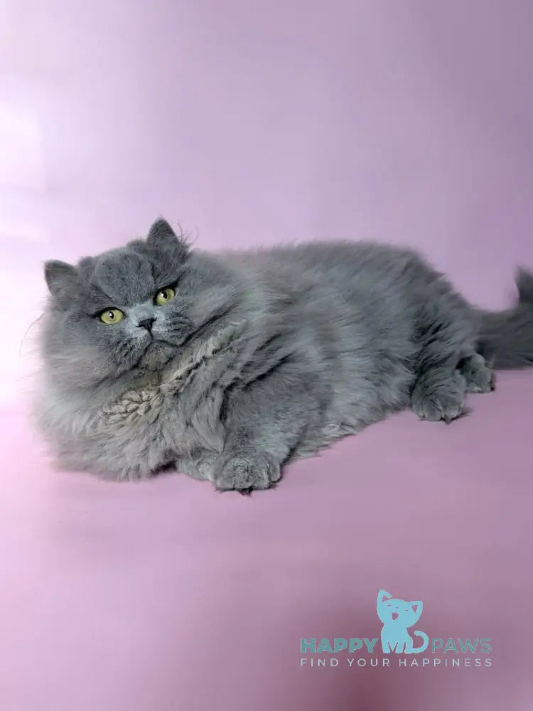 Boss Munchkin male blue - live animals