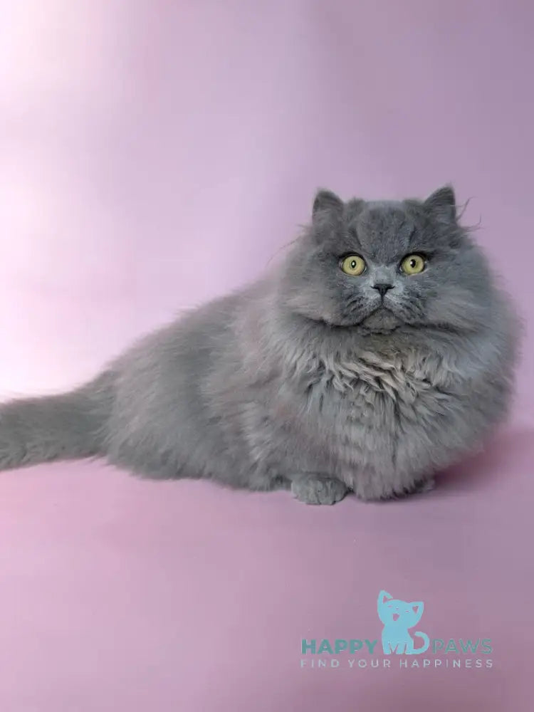 Boss Munchkin male blue - live animals