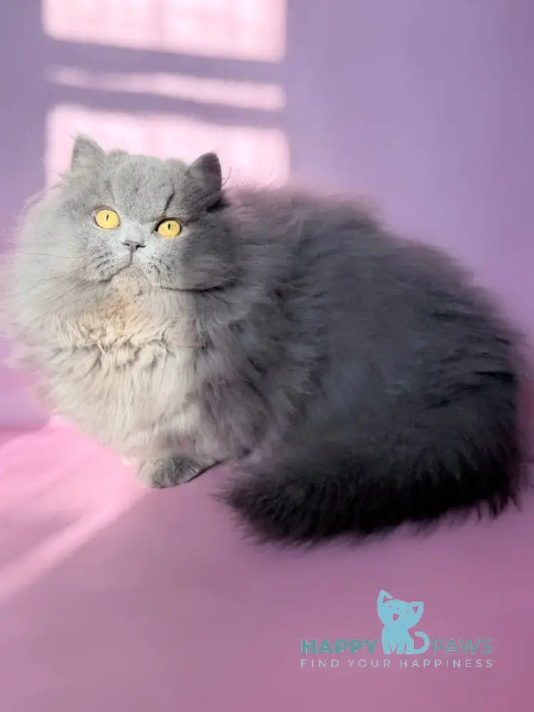 Boss Munchkin male blue - live animals