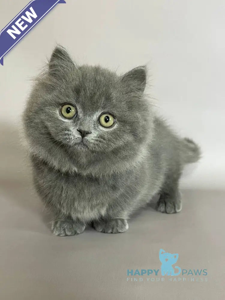 Boss Munchkin male blue live animals