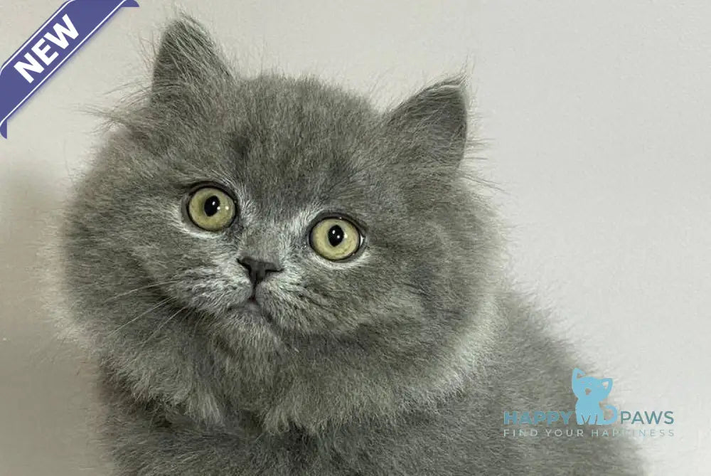 Boss Munchkin male blue live animals