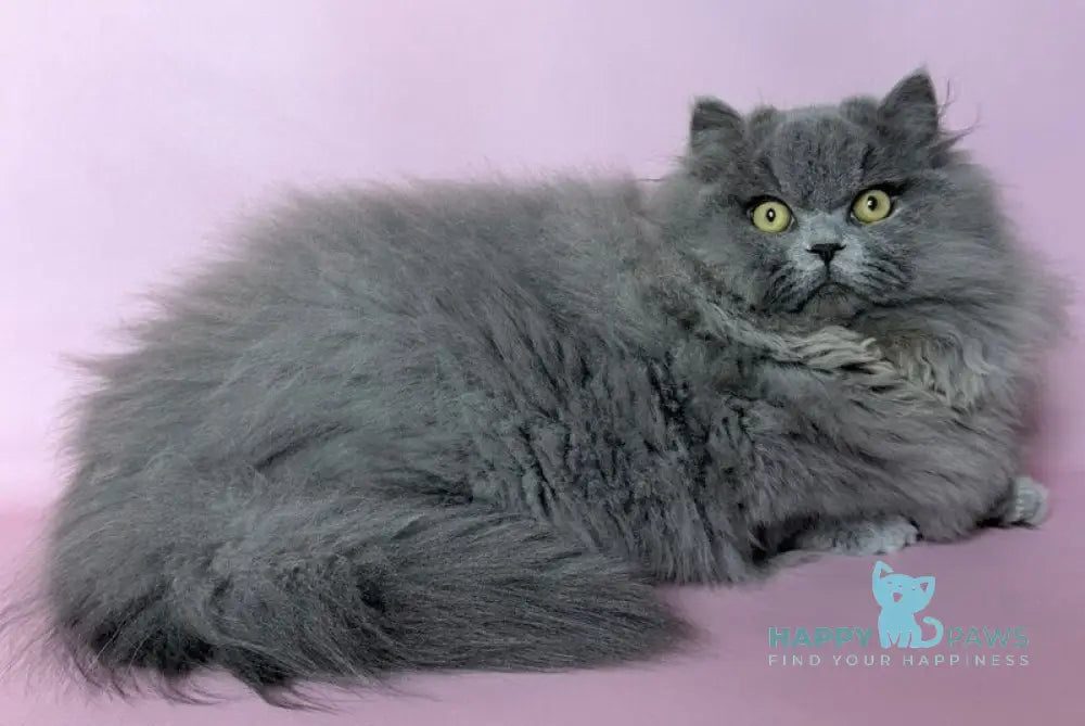 Boss Munchkin male blue - live animals