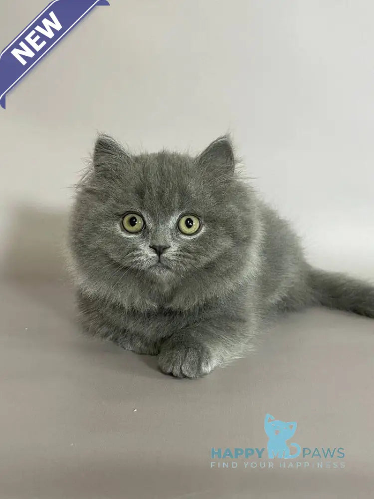 Boss Munchkin male blue live animals