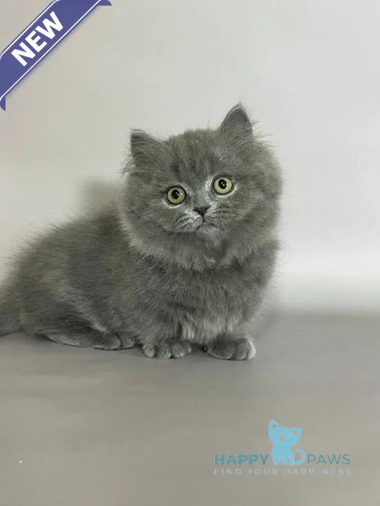 Boss Munchkin male blue live animals