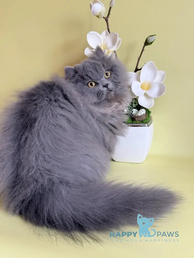 Boss Munchkin male blue - live animals