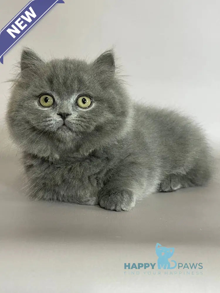 Boss Munchkin male blue live animals