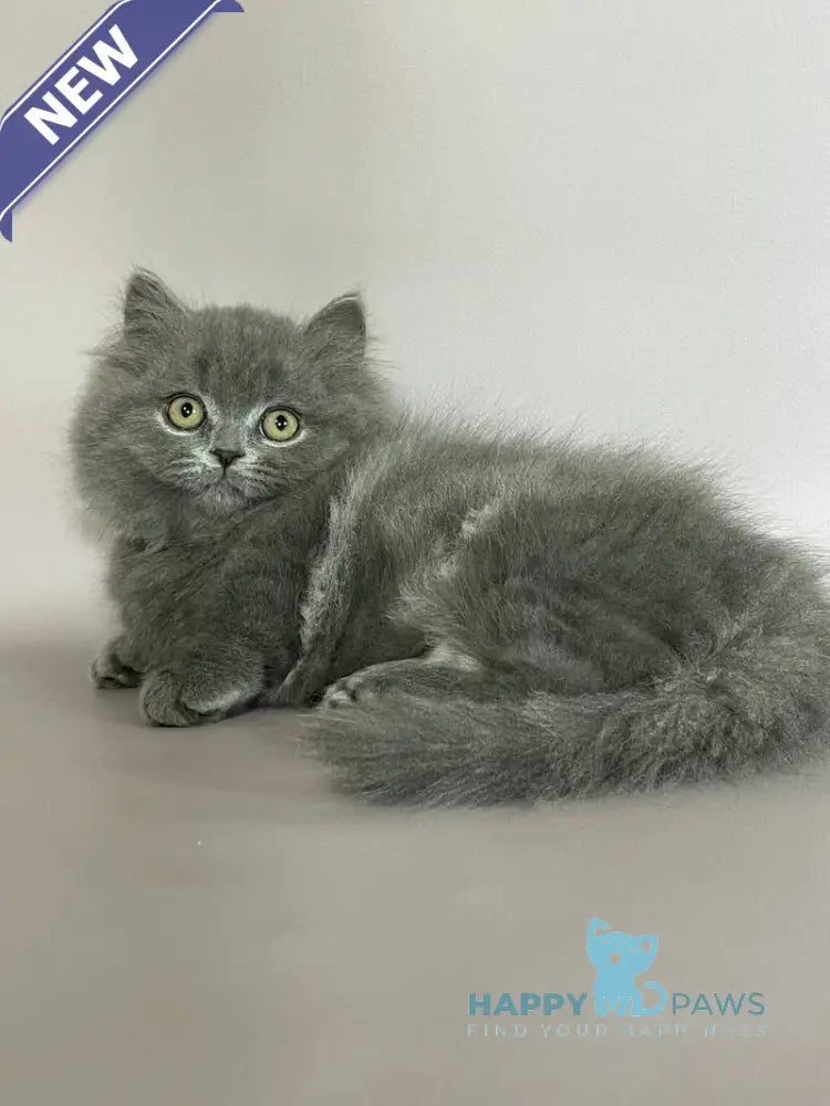 Boss Munchkin male blue live animals