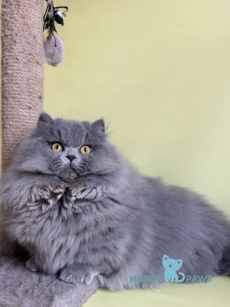 Boss Munchkin male blue - live animals