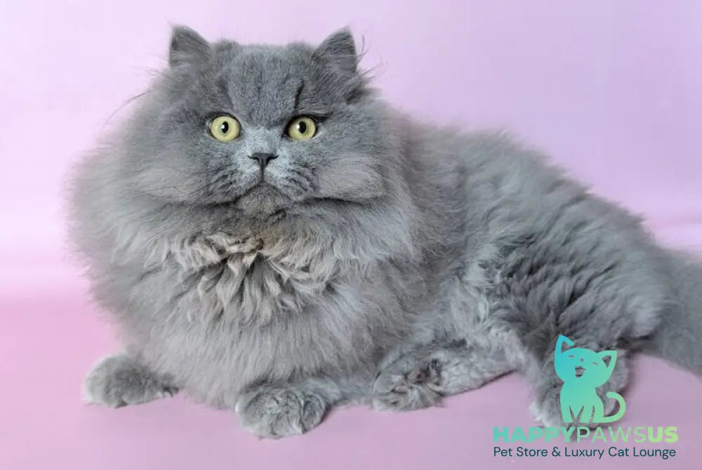 Boss Munchkin male blue - live animals