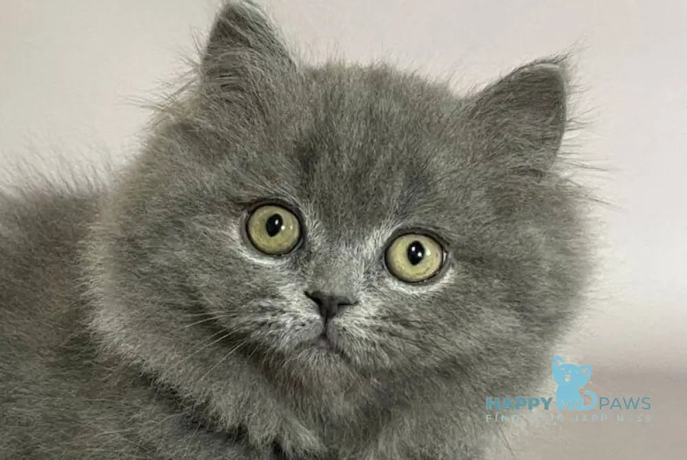 Boss Munchkin male blue live animals