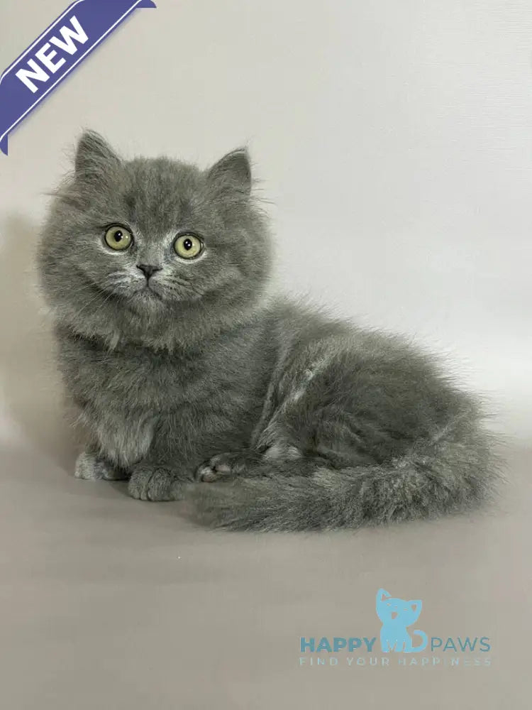 Boss Munchkin male blue live animals