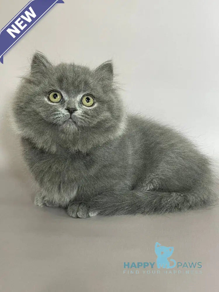 Boss Munchkin male blue live animals