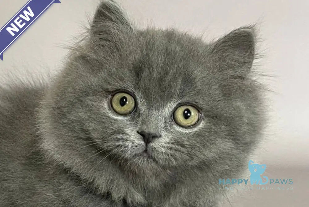 Boss Munchkin male blue live animals