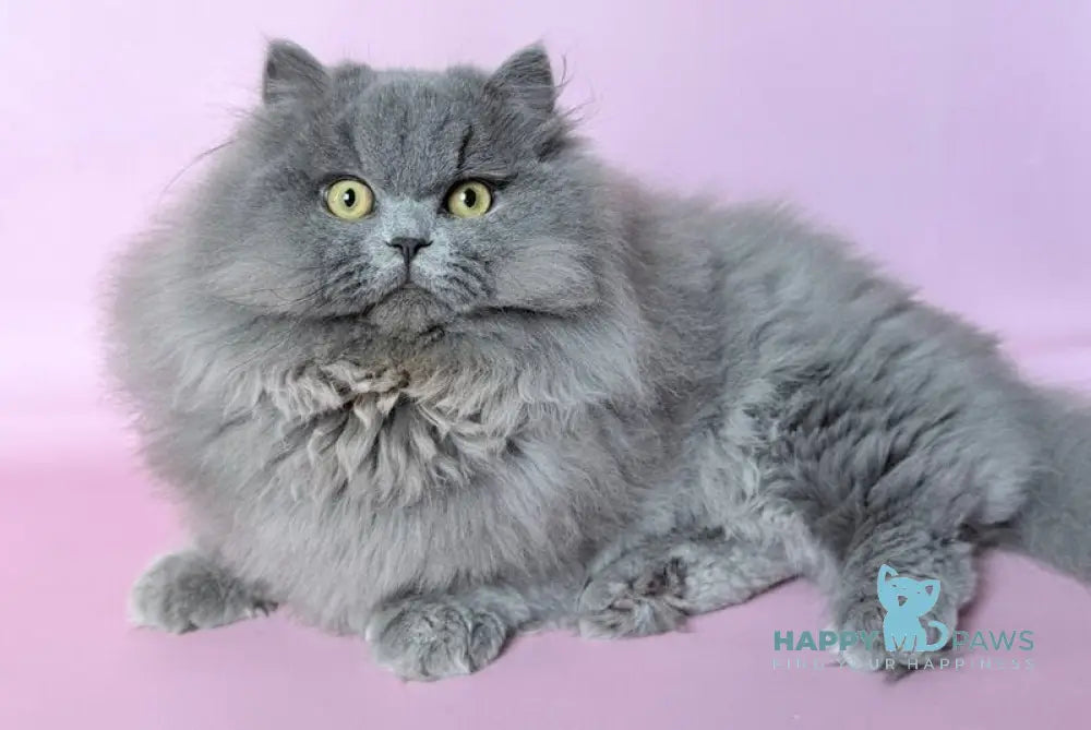Boss Munchkin male blue - live animals