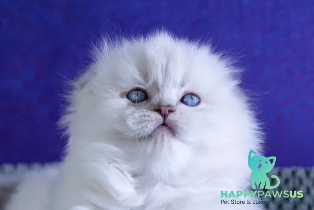 Boss Scottish Fold male blue tabby pointed live animals