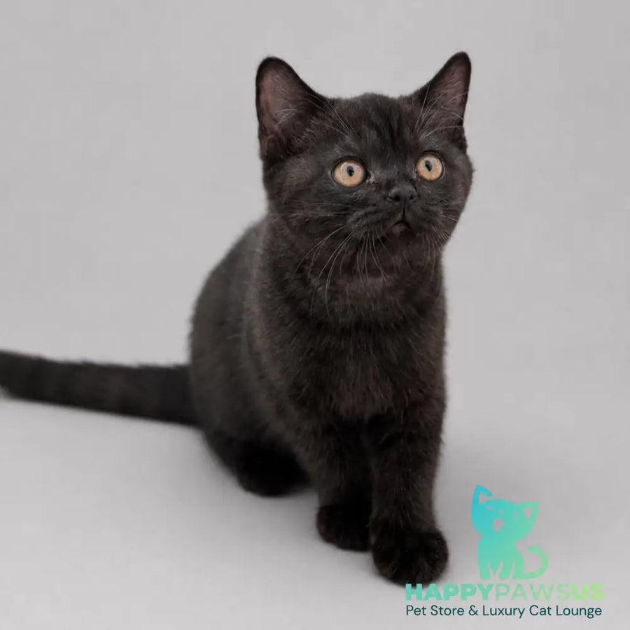 Bossi British Shorthair female chocolate - live animals
