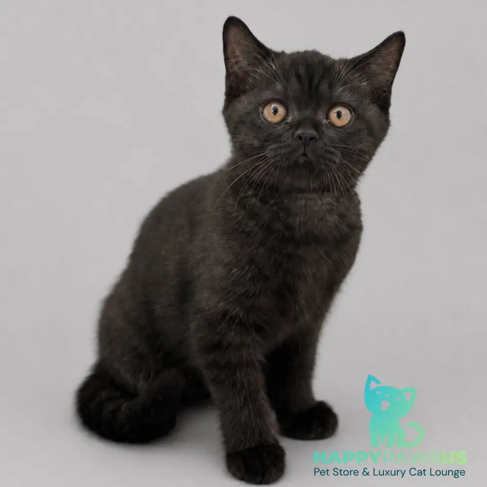 Bossi British Shorthair female chocolate - live animals
